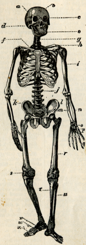 skeleton of man