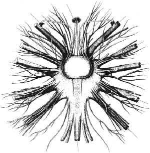 Central Nervous System of Phrynus sp.