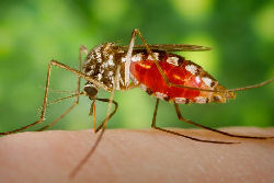 An Armigeres subalbatus mosquito