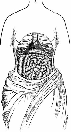 The natural position of internal organs