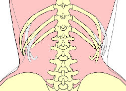 The deformation of ribs