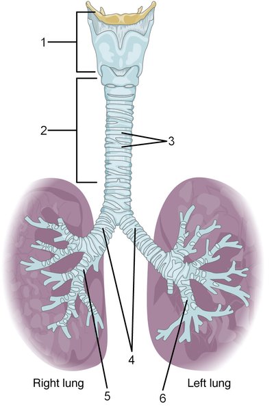 Overview of the parts of the respiratory system