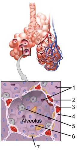 Overview of the parts of the respiratory system