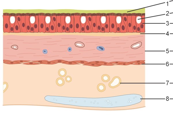 Overview of the parts of the respiratory system