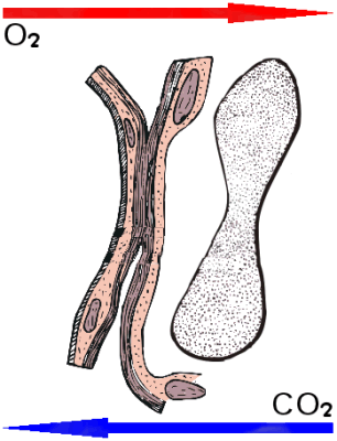 Diffusion of gasses