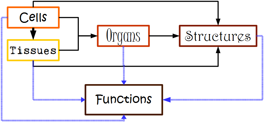 Histology Framework