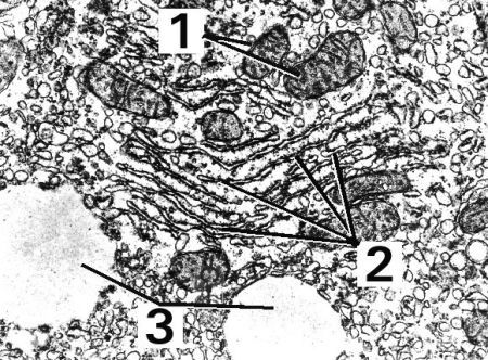 Fig EM009