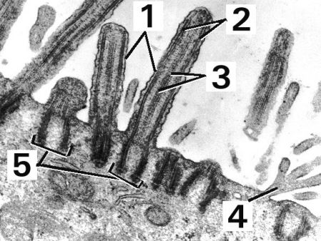 Fig EM011