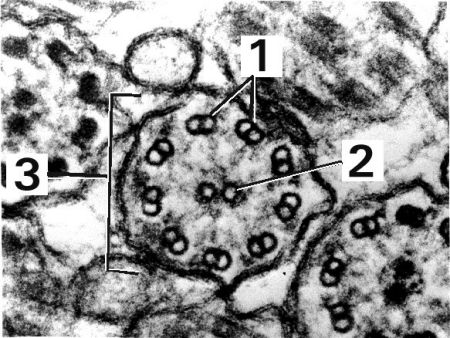 Fig EM012