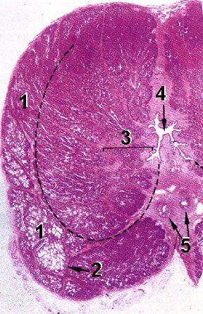 Fig 18-15