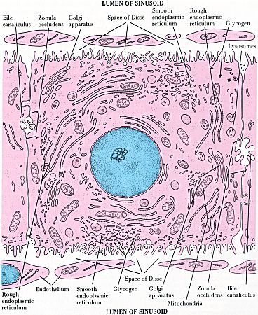 The Abdomen and Mammary Gland