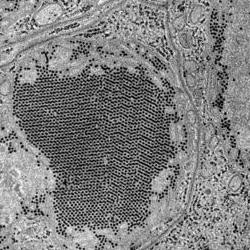 St. Louis Encephalitis (SLE) virus