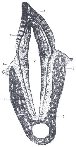 Vertical section of a tooth in situ