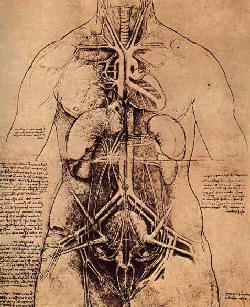 The Principle Organs and Vascular and Urino-Genital Systems of a Woman (c. 1507)