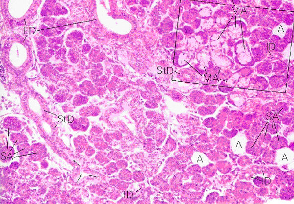 Salivary glands