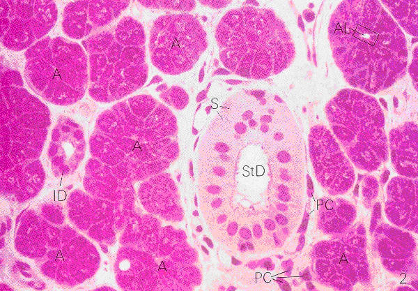 Salivary glands