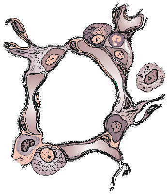 Structure of interalveolar septa