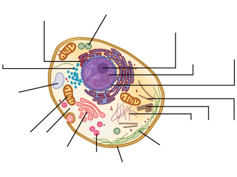 Introduction to Histology; Microscopy and Ultrastructure of the Cell