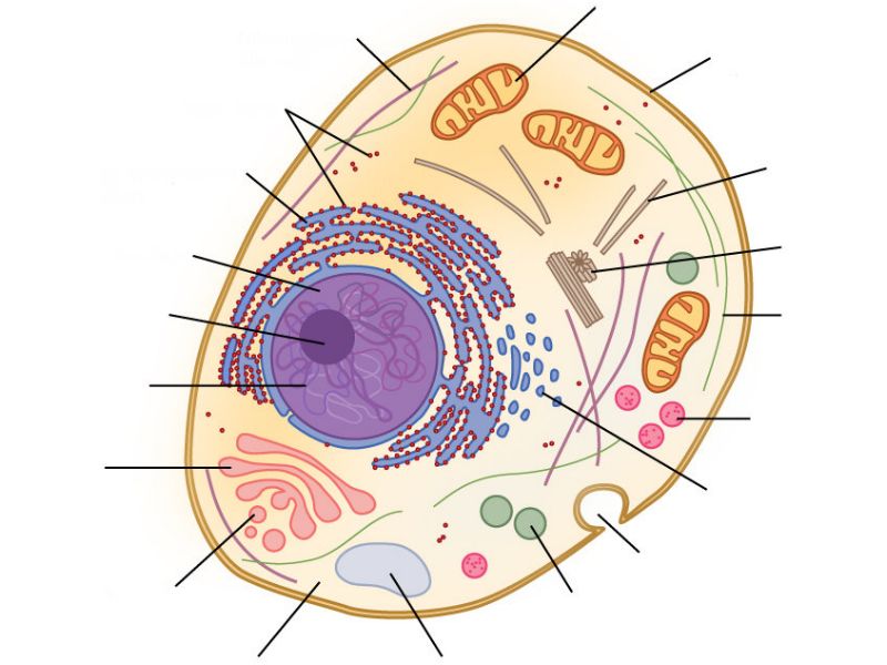 Introduction to Histology; Microscopy and Ultrastructure of the Cell