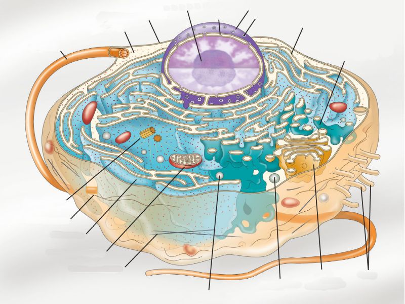 Introduction to Histology; Microscopy and Ultrastructure of the Cell