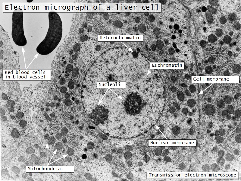 Introduction to Histology; Microscopy and Ultrastructure of the Cell