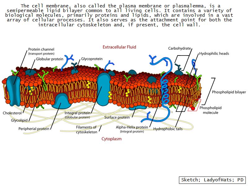 Introduction to Histology; Microscopy and Ultrastructure of the Cell