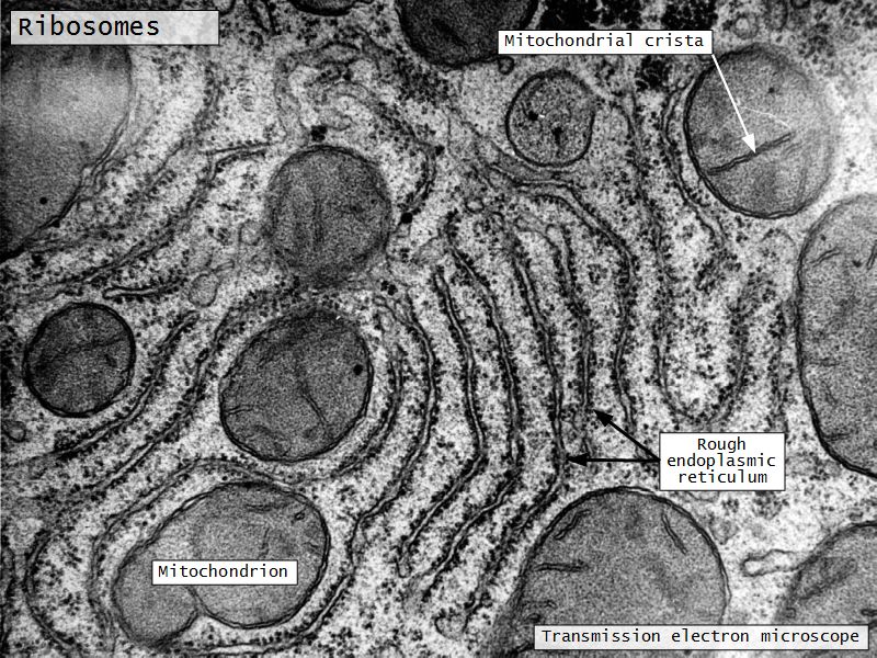 Introduction to Histology; Microscopy and Ultrastructure of the Cell