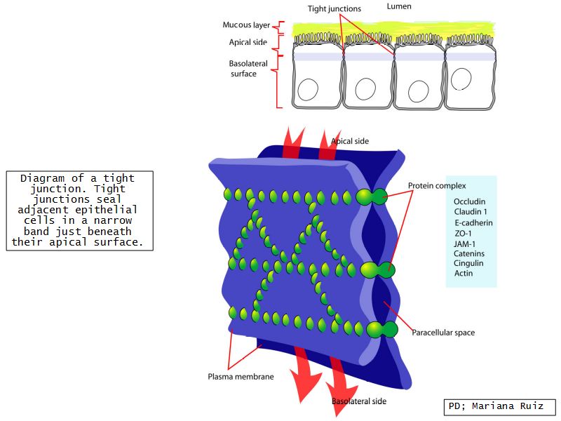 Introduction to Histology; Microscopy and Ultrastructure of the Cell