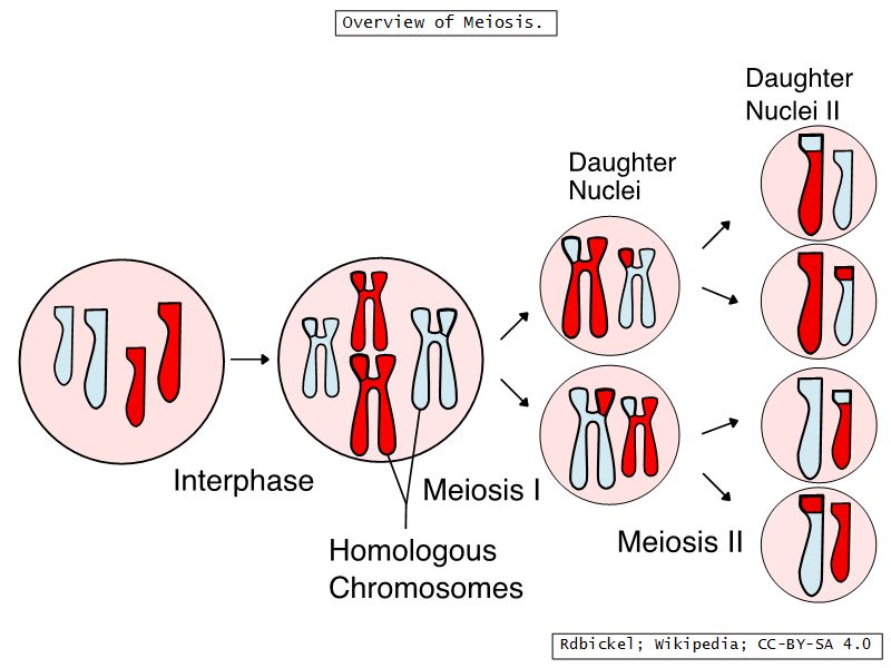 Introduction to Histology; Microscopy and Ultrastructure of the Cell