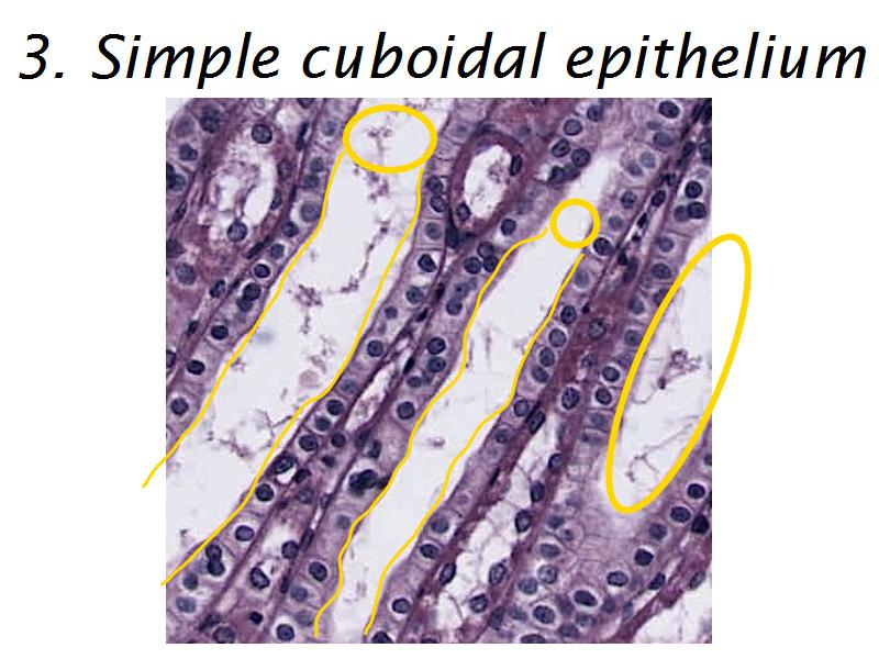 Epithelia and Connective Tissues