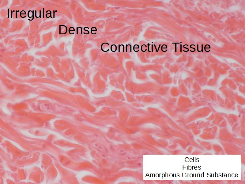 Epithelia and Connective Tissues