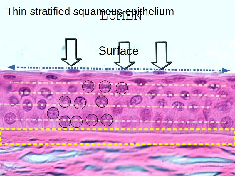 Epithelia and Connective Tissues