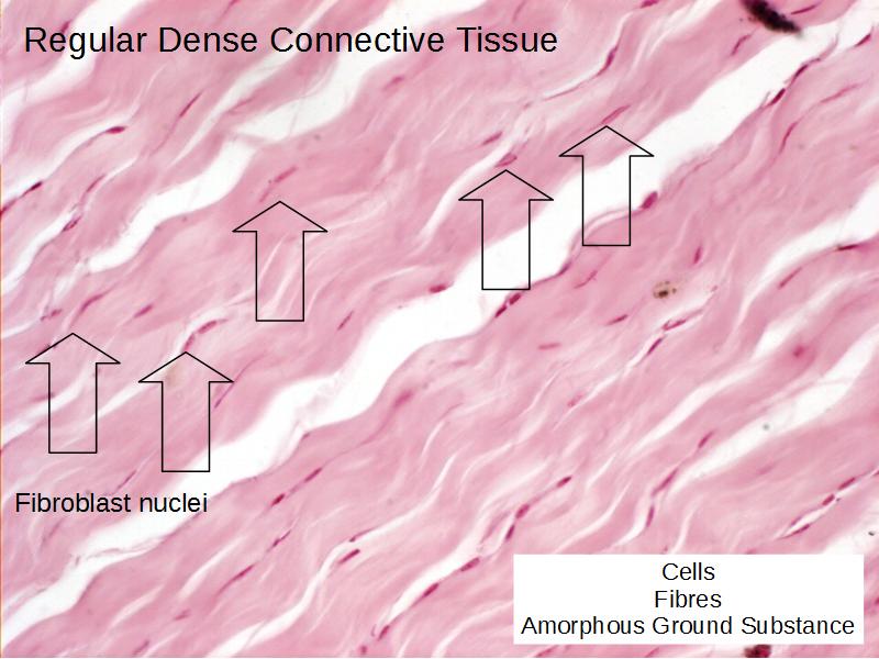 Epithelia and Connective Tissues