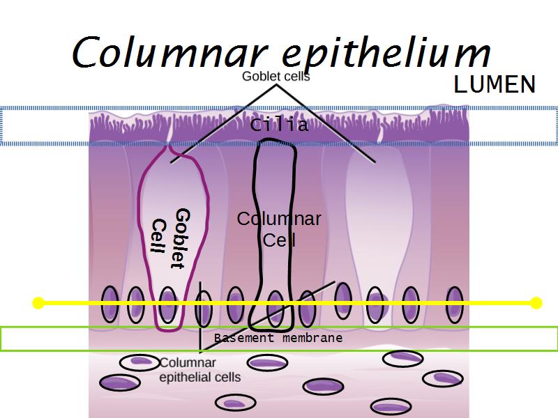 Epithelia and Connective Tissues