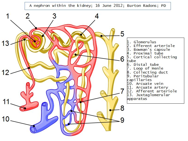 Slides 28 and 76: Kidney