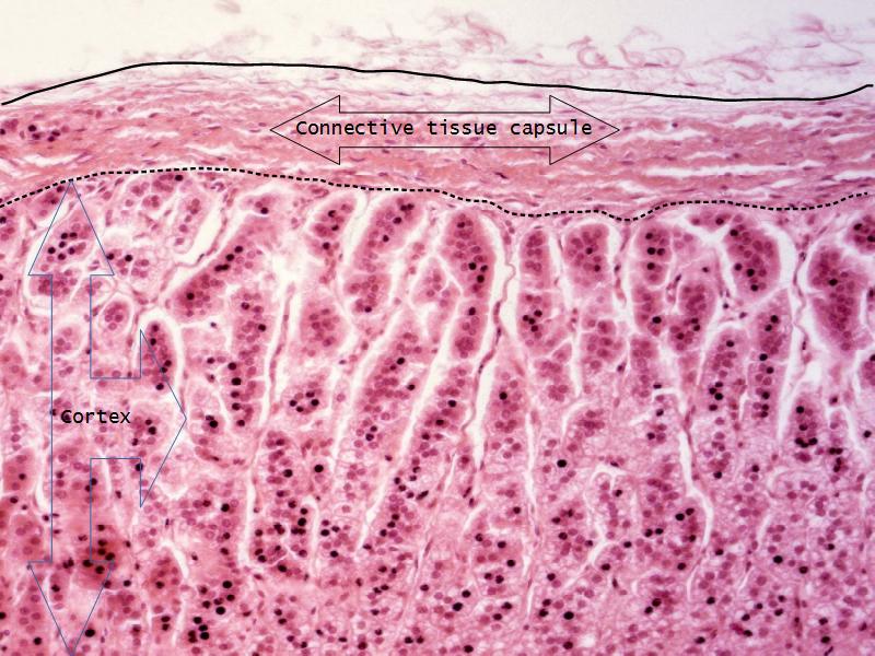 Glandular Epithelium