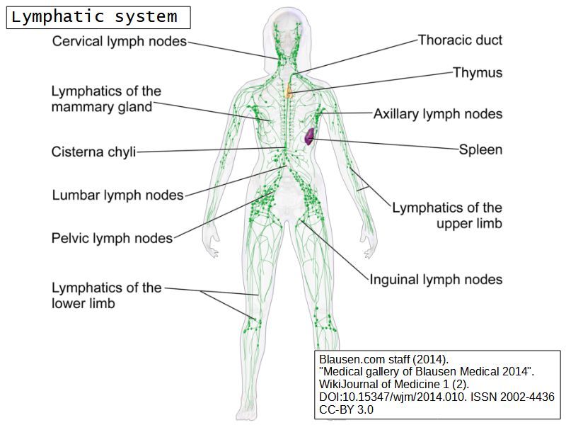 Lymphoid System