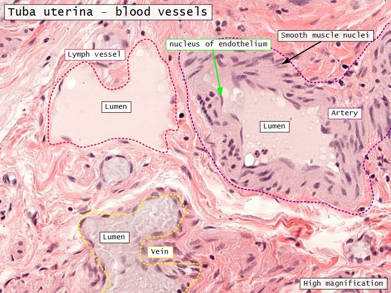 Uterine tube