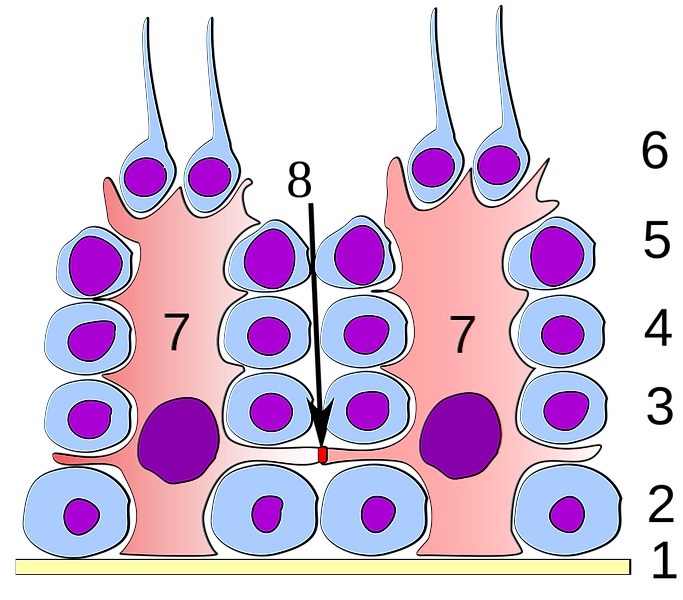 Blood-testis barrier