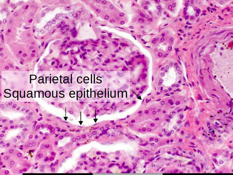 Overview: Liver, Lung, Lymphoid, Kidney and Skin