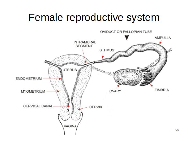 Revision: Genito-urinary system