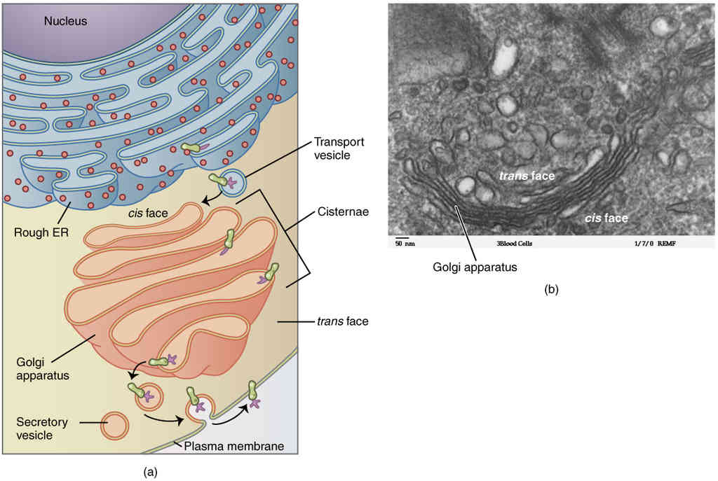 Anatomy; Physiology and Histology