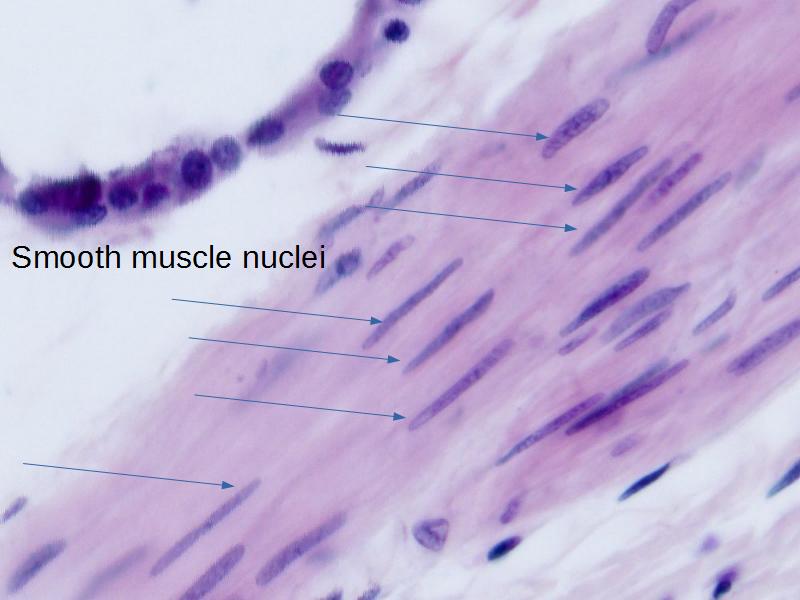 Oral Cavity